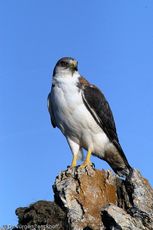 Rotrückenbussard (14 von 19).jpg